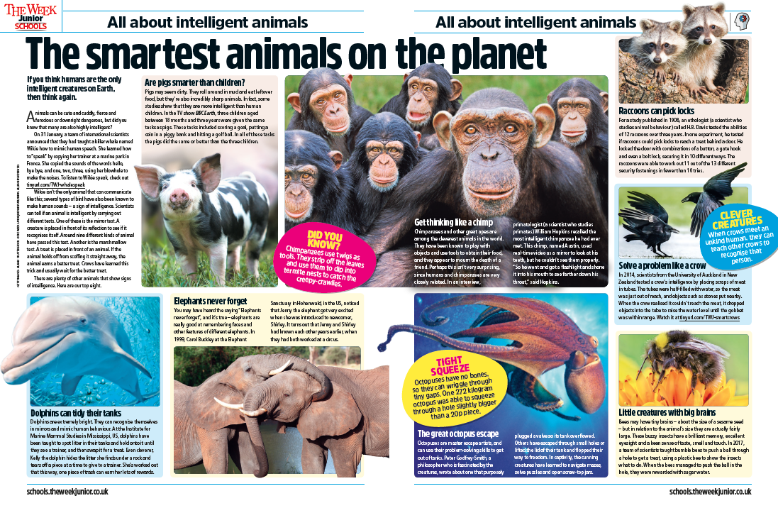 Intelligent animals image